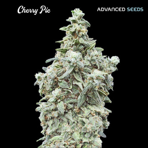 Cherry Pie fem. Advanced Seeds
