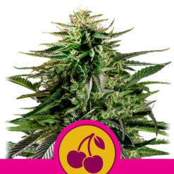 Cherry Pie fem. Royal Queen