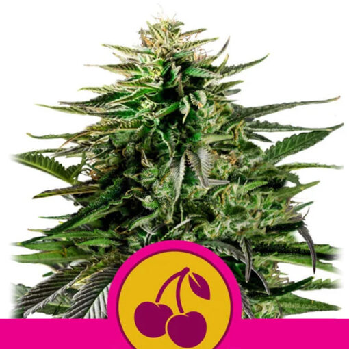 Cherry Pie fem. Royal Queen