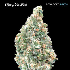 Cherry Pie Fast fem. Advanced Seeds