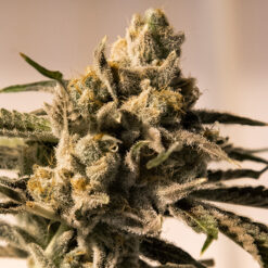 Cherry Pie Fast High Speed Buds
