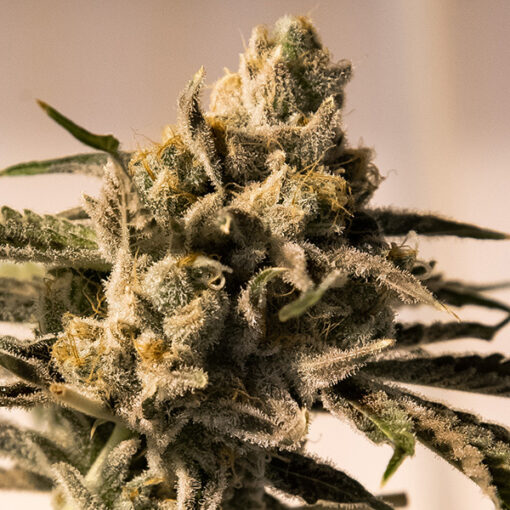 Cherry Pie Fast High Speed Buds