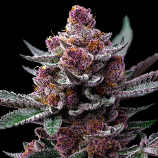 Cherry Poppers  5 u. fem. Barney's