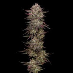 Chicken N'Wafflez Feminized 3 u. fem Humbold Seeds Company