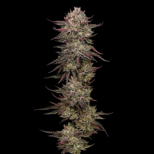 Chicken N'Wafflez Feminized 5 u. fem Humbold Seeds Company