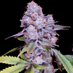 Chimera #3  -  4 u. fem Sacred Terps