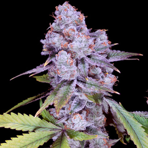 Chimera #3  -  4 u. fem Sacred Terps