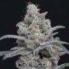 Chimera Crasher 3 u. fem - USA Line- Pure Instinto