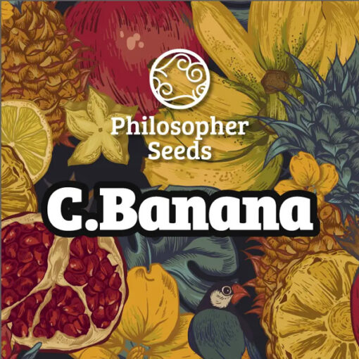 Chiquita Banana 3 u fem  Philosopher