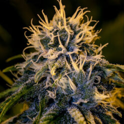 Chizpa fem. Positronics Seeds