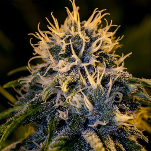 Chizpa fem. Positronics Seeds