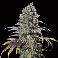 Chocolate Cream fem. 00 Seeds
