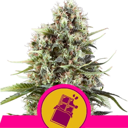Chocolate Haze fem. Royal Queen
