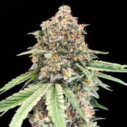 Chocolate Kush fem. 00 Seeds