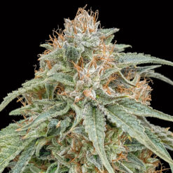 Chocolate Kush Fast fem. 00 Seeds