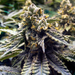 Chocolate Mint Og 2.0 fem. Humboldt Seed Organization