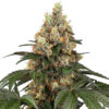 Chocolate Rainbow XXL fem. Sensi Seeds
