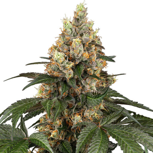 Chocolate Rainbow XXL fem. Sensi Seeds