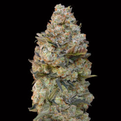 Chocolate Skunk fem. 00 Seeds