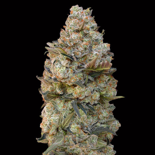 Chocolate Skunk fem. 00 Seeds