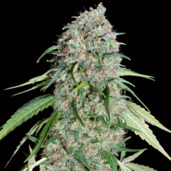Chocolate Skunk CBD. 00 Seeds