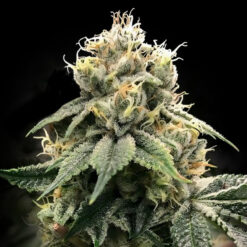 Chocolate Truffle Shuffle fem. DNA Genetics