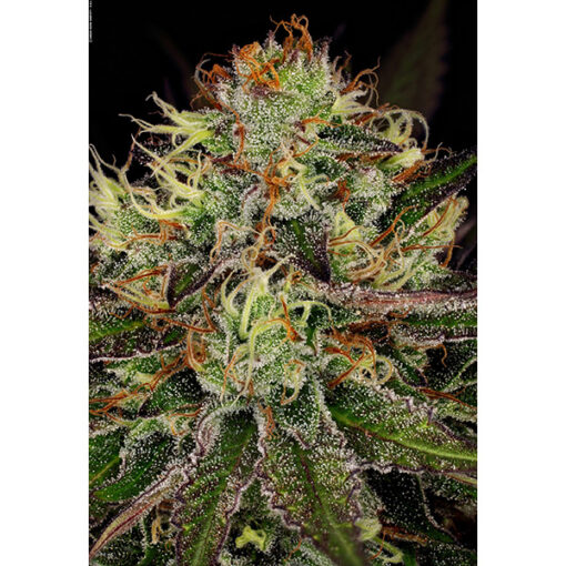Chocolate Wafflez fem. Paradise Seeds