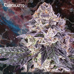 Chocolatto fem. Nemeseeds