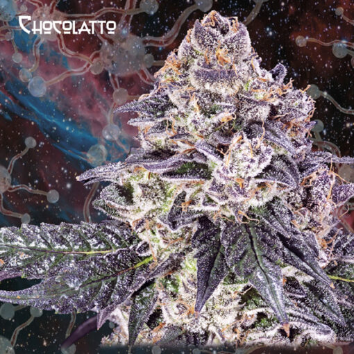 Chocolatto fem. Nemeseeds