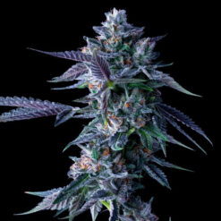 Chocolope fem. DNA Genetics