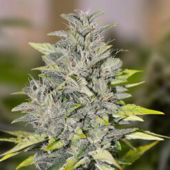 Chocolope Fast fem. High Speed Buds