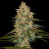 Chocolope Kush fem. DNA Genetics