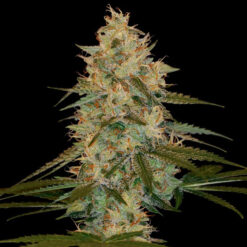 Chocolope Kush fem. DNA Genetics