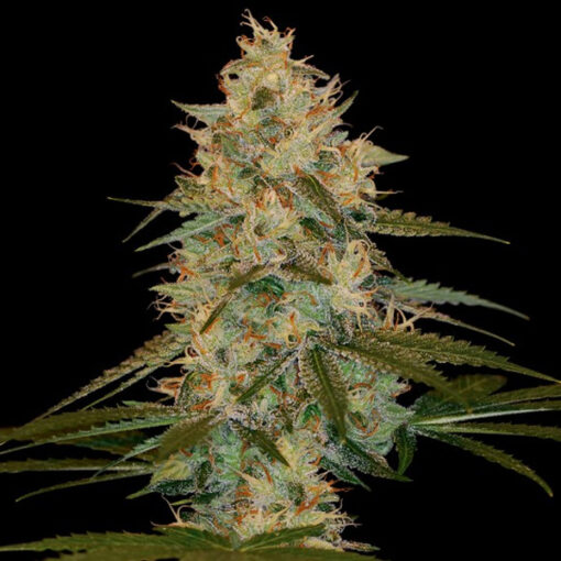 Chocolope Kush fem. DNA Genetics