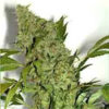 Chronic fem. Serious Seeds