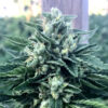 Cinnamon Buddha fem. Humboldt Seed Organization