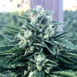 Cinnamon Buddha fem. Humboldt Seed Organization