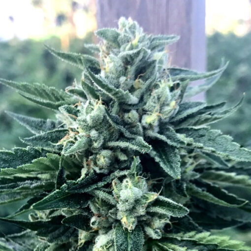 Cinnamon Buddha fem. Humboldt Seed Organization