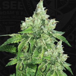 Citron Givre fem. T.H. Seeds