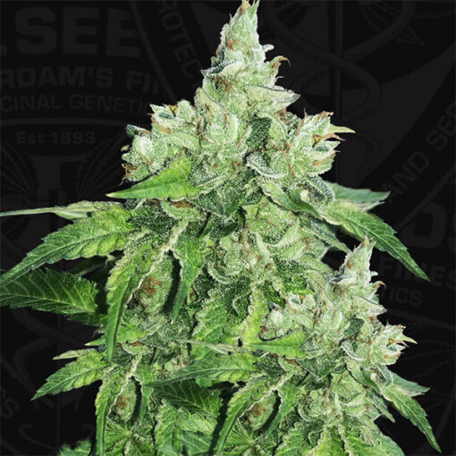 Citron Givre fem. T.H. Seeds