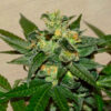 Citrus Paridisi fem. Garden of Green Seeds