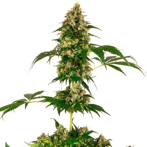 Cobalt Haze fem. Sensi Seeds