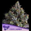 Coco Jambo fem. Anesia