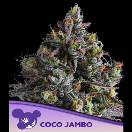 Coco Jambo fem. Anesia