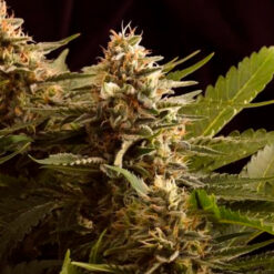 Colombian Jack fem. Kannabia Seeds