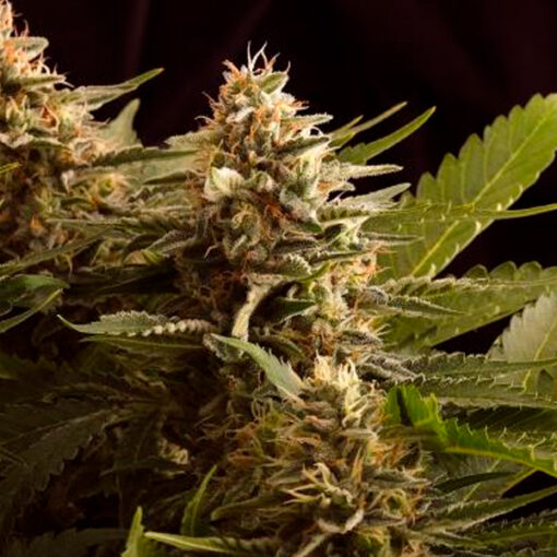Colombian Jack fem. Kannabia Seeds
