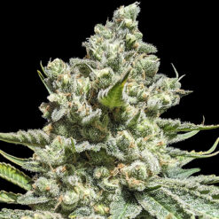 Concorde 5 u. Reg Advanced Seeds Limited Edition