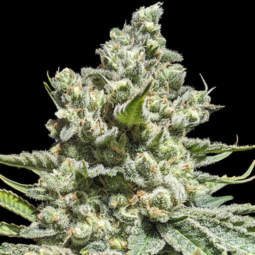 Concorde 5 u. Reg Advanced Seeds Limited Edition