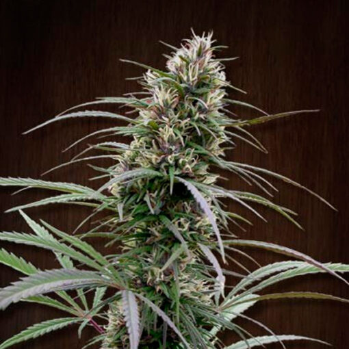 Congo fem. Ace Seeds