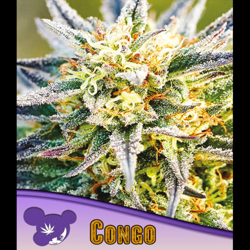 Congo fem. Anesia